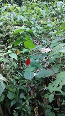 Malvaviscus penduliflorus