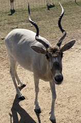 Addax nasomaculatus