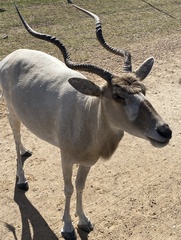 Addax nasomaculatus