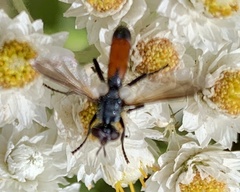 Cylindromyia bicolor