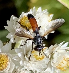 Cylindromyia bicolor