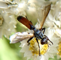 Cylindromyia bicolor