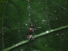 Euryopis episinoides