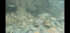Kuhlia marginata