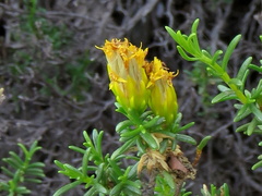 Pteronia empetrifolia