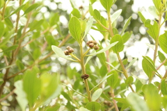 Baccharis nitida