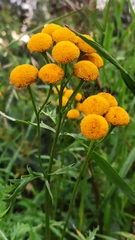 Tanacetum vulgare