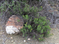 Pteronia empetrifolia