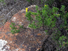 Pteronia empetrifolia