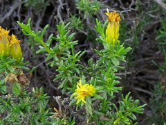 Pteronia empetrifolia