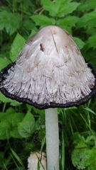 Coprinus comatus