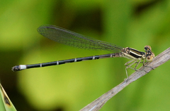 Argia bipunctulata