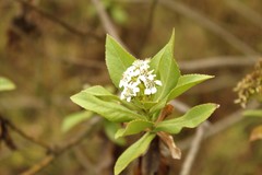 Verbesina centroboyacana