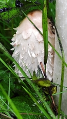 Coprinus comatus