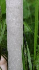 Coprinus comatus