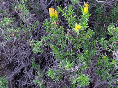 Pteronia empetrifolia