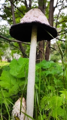 Coprinus comatus