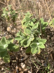 Helichrysum lepidissimum