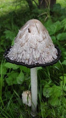 Coprinus comatus