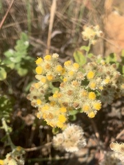 Helichrysum lepidissimum