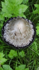 Coprinus comatus