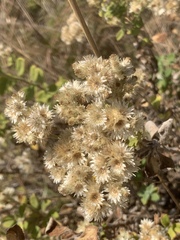 Helichrysum lepidissimum