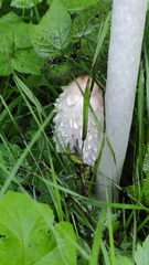 Coprinus comatus