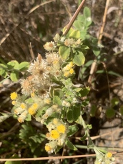 Helichrysum lepidissimum