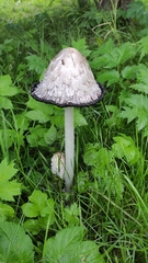 Coprinus comatus