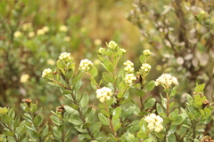 Baccharis rupicola