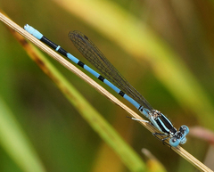 Argia bipunctulata