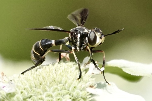 Physoconops brachyrhynchus