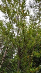 Salix schwerinii