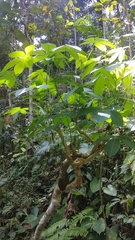 Manihot carthagenensis