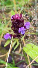 Prunella vulgaris