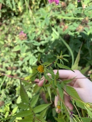 Bidens frondosa
