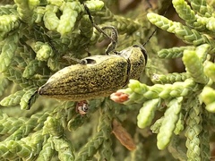 Gyascutus carolinensis