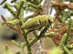 Gyascutus carolinensis