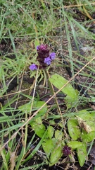 Prunella vulgaris