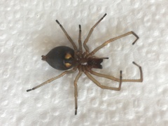 Cheiracanthium punctorium