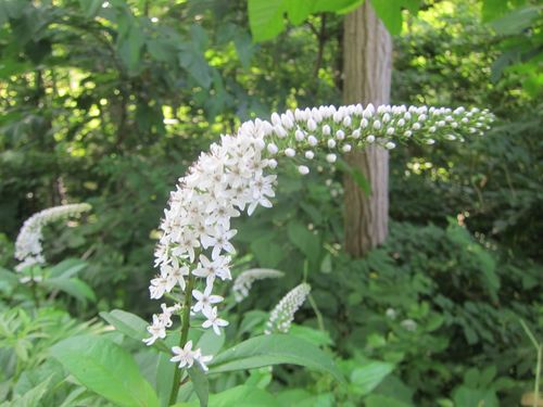 Lysimachia clethroides