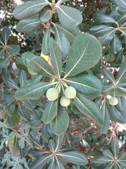 Pittosporum tobira