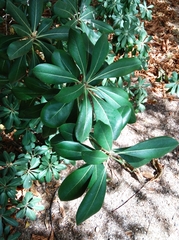 Pittosporum tobira