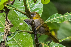 Chlorospingus flavigularis