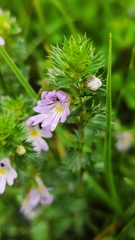 Euphrasia