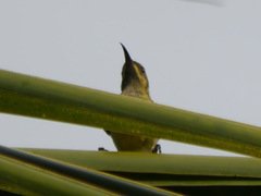 Cinnyris chloropygius
