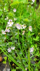 Euphrasia