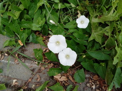 Calystegia sepium sepium