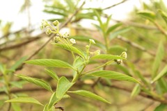 Lippia hirsuta