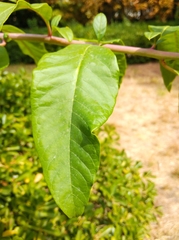 Phytolacca